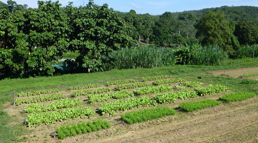 Eco-friendly farming practices in Chiweshe